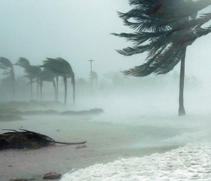Hurricane Winds and Palm Trees