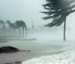 Hurricane winds blowing palm trees on a beach. 